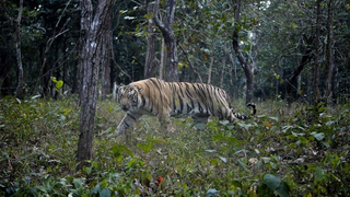 Tiger currently on the loose in Houston is just the latest example of the state's big cat problem